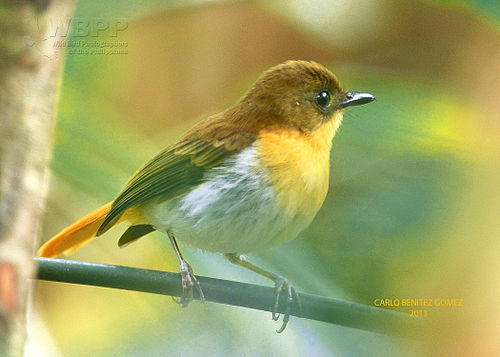 Palawan flycatcher